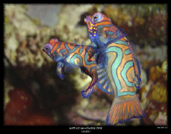 one of my favourite macro shots - copyright scubastew.com by Stewart Smith 